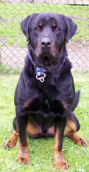 Sitting Sam